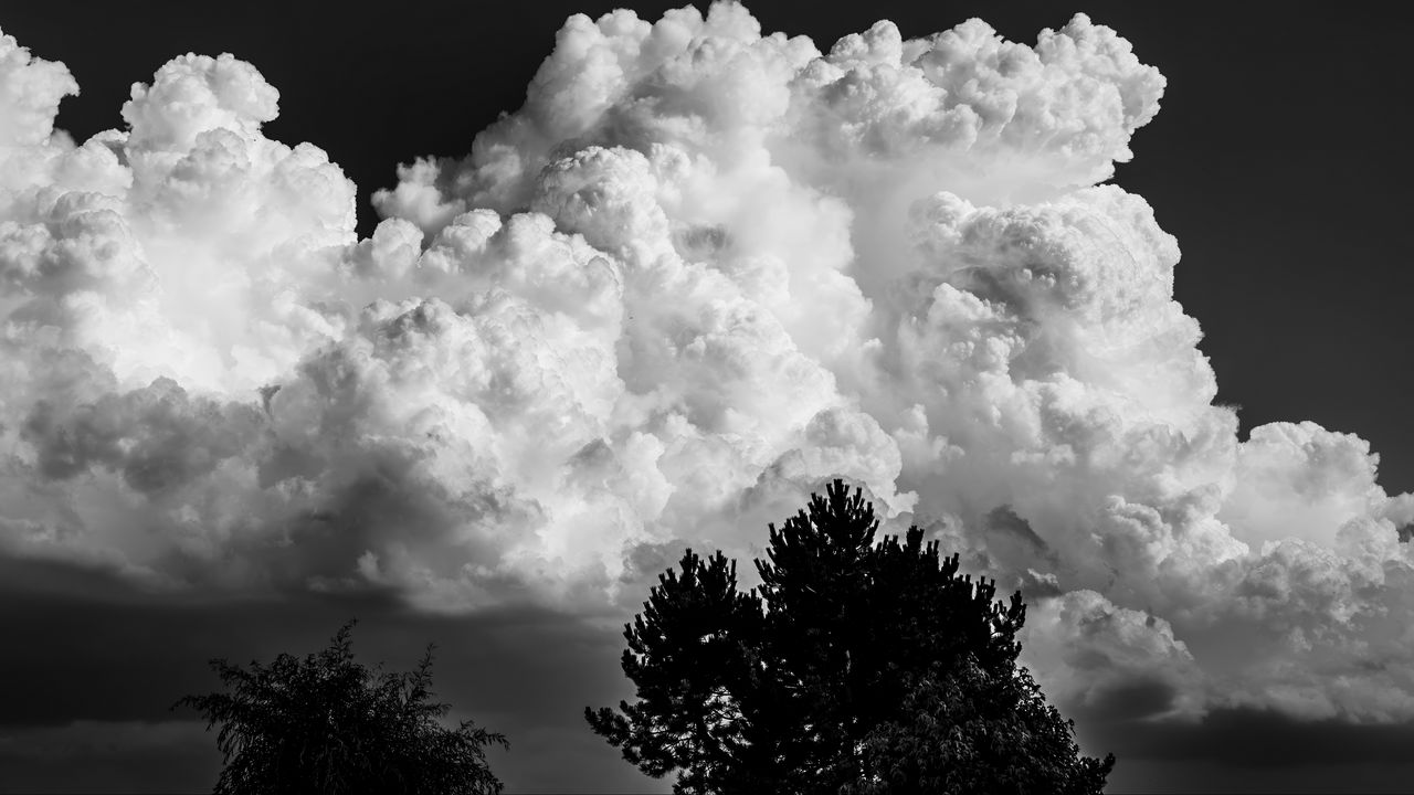 Wallpaper trees, clouds, sky, bw