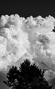 Preview wallpaper trees, clouds, sky, bw