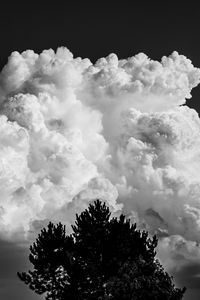 Preview wallpaper trees, clouds, sky, bw