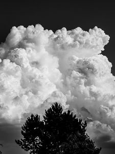 Preview wallpaper trees, clouds, sky, bw