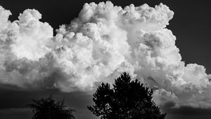 Preview wallpaper trees, clouds, sky, bw