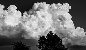 Preview wallpaper trees, clouds, sky, bw