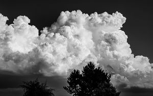 Preview wallpaper trees, clouds, sky, bw