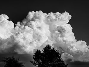 Preview wallpaper trees, clouds, sky, bw