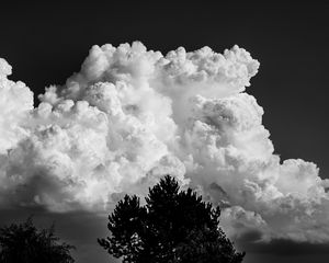 Preview wallpaper trees, clouds, sky, bw