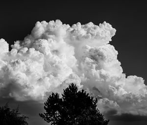 Preview wallpaper trees, clouds, sky, bw