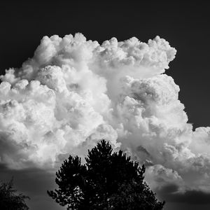 Preview wallpaper trees, clouds, sky, bw