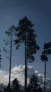 Preview wallpaper trees, clouds, tops, outlines, evening