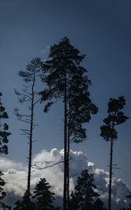 Preview wallpaper trees, clouds, tops, outlines, evening