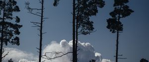 Preview wallpaper trees, clouds, tops, outlines, evening