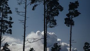 Preview wallpaper trees, clouds, tops, outlines, evening