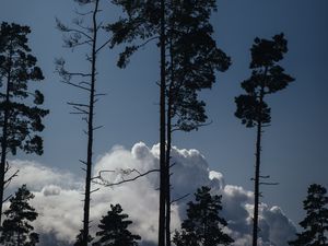 Preview wallpaper trees, clouds, tops, outlines, evening