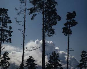 Preview wallpaper trees, clouds, tops, outlines, evening