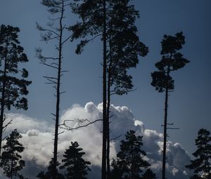 Preview wallpaper trees, clouds, tops, outlines, evening