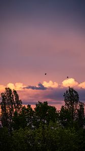 Preview wallpaper trees, clouds, twilight, landscape