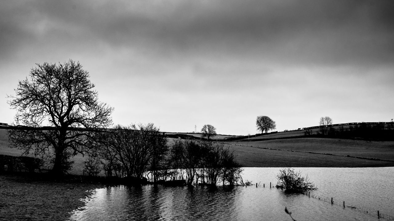 Wallpaper trees, coast, bw, water