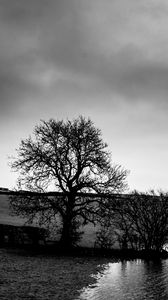 Preview wallpaper trees, coast, bw, water