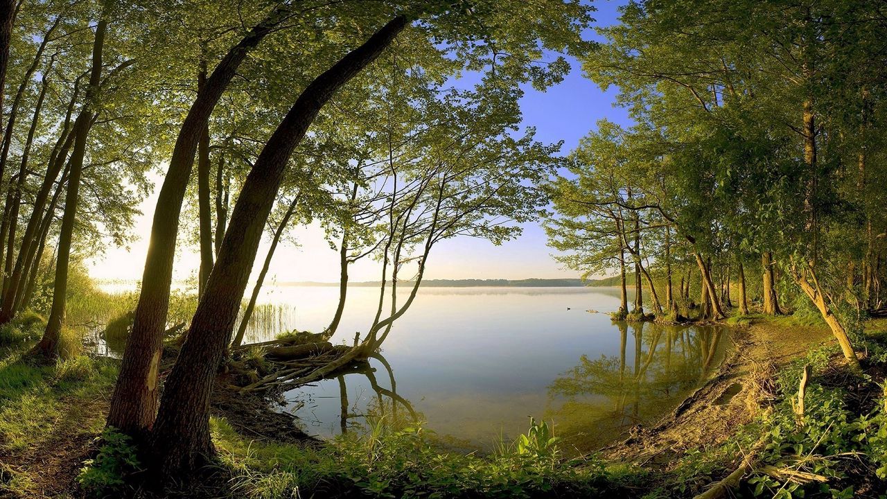 Wallpaper trees, coast, lake, water smooth surface, secret, wood
