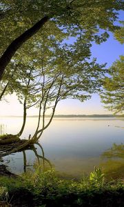 Preview wallpaper trees, coast, lake, water smooth surface, secret, wood