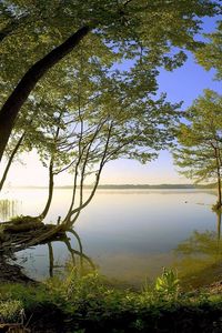 Preview wallpaper trees, coast, lake, water smooth surface, secret, wood