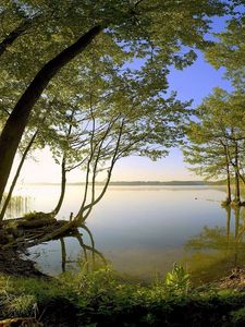 Preview wallpaper trees, coast, lake, water smooth surface, secret, wood