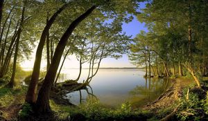 Preview wallpaper trees, coast, lake, water smooth surface, secret, wood