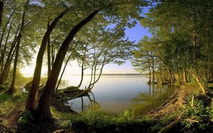 Preview wallpaper trees, coast, lake, water smooth surface, secret, wood