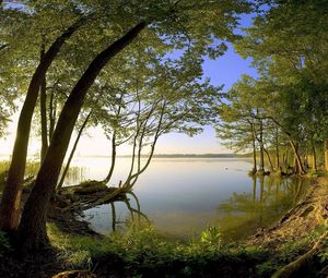 Preview wallpaper trees, coast, lake, water smooth surface, secret, wood