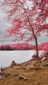 Preview wallpaper trees, coast, river, landscape, nature