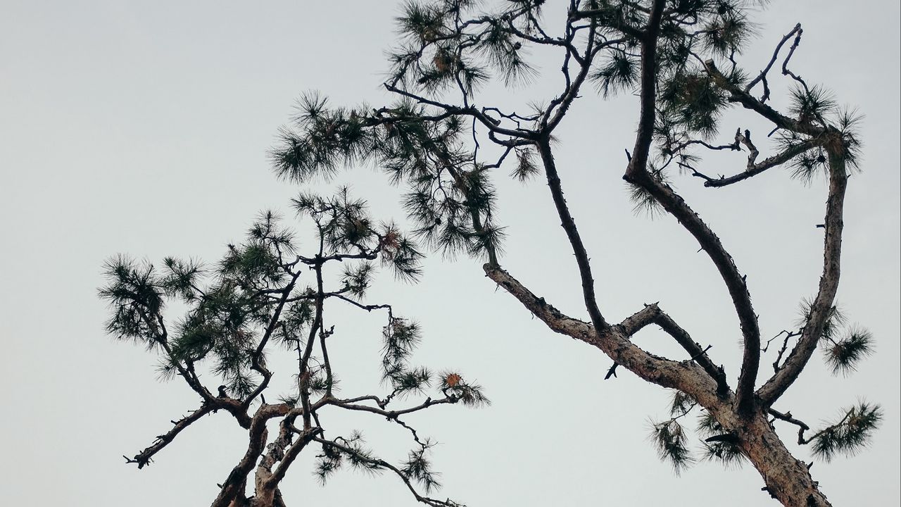 Wallpaper trees, conifer, plants, branches, sky