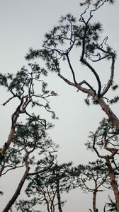 Preview wallpaper trees, conifer, plants, branches, sky