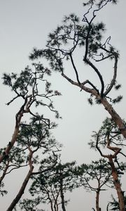 Preview wallpaper trees, conifer, plants, branches, sky