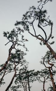 Preview wallpaper trees, conifer, plants, branches, sky