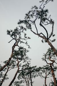 Preview wallpaper trees, conifer, plants, branches, sky