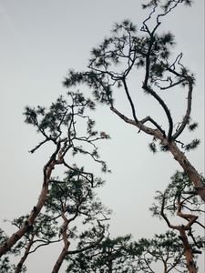 Preview wallpaper trees, conifer, plants, branches, sky