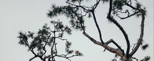 Preview wallpaper trees, conifer, plants, branches, sky