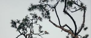 Preview wallpaper trees, conifer, plants, branches, sky