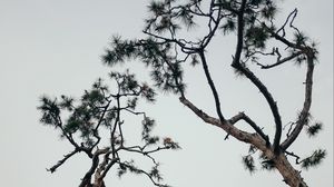 Preview wallpaper trees, conifer, plants, branches, sky