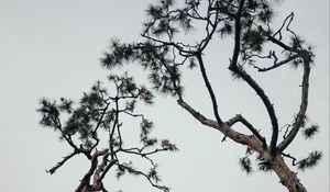 Preview wallpaper trees, conifer, plants, branches, sky