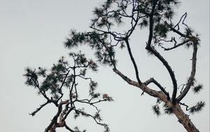 Preview wallpaper trees, conifer, plants, branches, sky