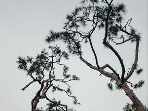 Preview wallpaper trees, conifer, plants, branches, sky