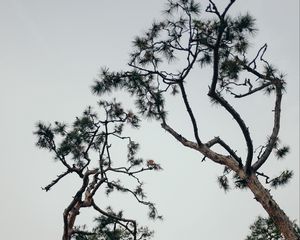 Preview wallpaper trees, conifer, plants, branches, sky