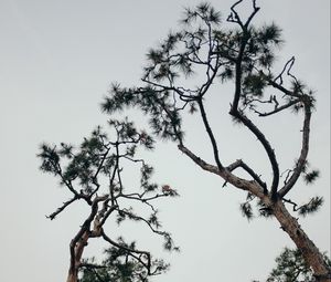 Preview wallpaper trees, conifer, plants, branches, sky