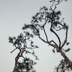 Preview wallpaper trees, conifer, plants, branches, sky