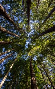 Preview wallpaper trees, crown, sky, forest, nature