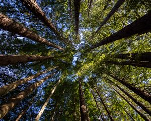 Preview wallpaper trees, crown, sky, forest, nature