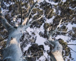 Preview wallpaper trees, crowns, branches, treetops, trunks