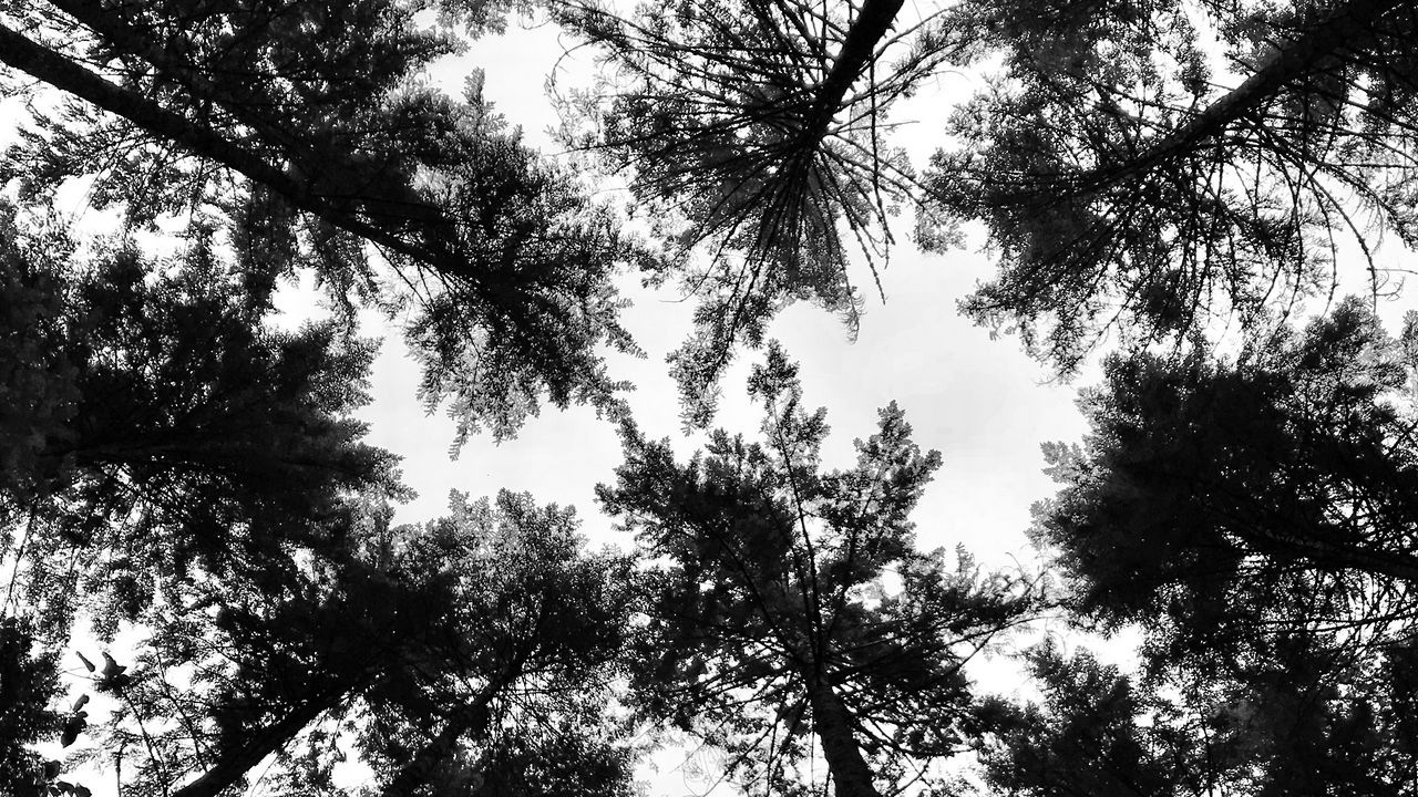 Wallpaper trees, crowns, forest, tops, bw, view, dizzy