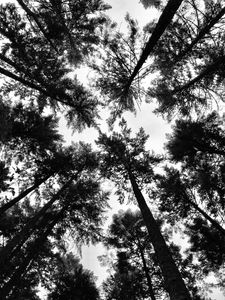 Preview wallpaper trees, crowns, forest, tops, bw, view, dizzy