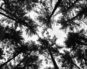 Preview wallpaper trees, crowns, forest, tops, bw, view, dizzy